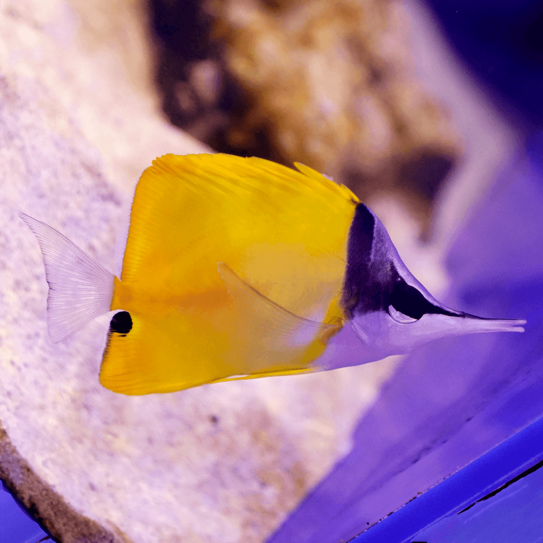 Longnose Yellow Butterflyfish Koral King longnose-yellow-butterflyfish-koral-king