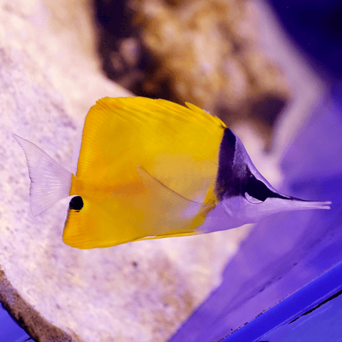 Longnose Yellow Butterflyfish - Koral King