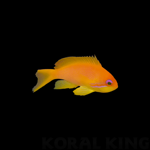 Lyretail Anthias (Female)