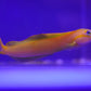 Midas Blenny - Koral King