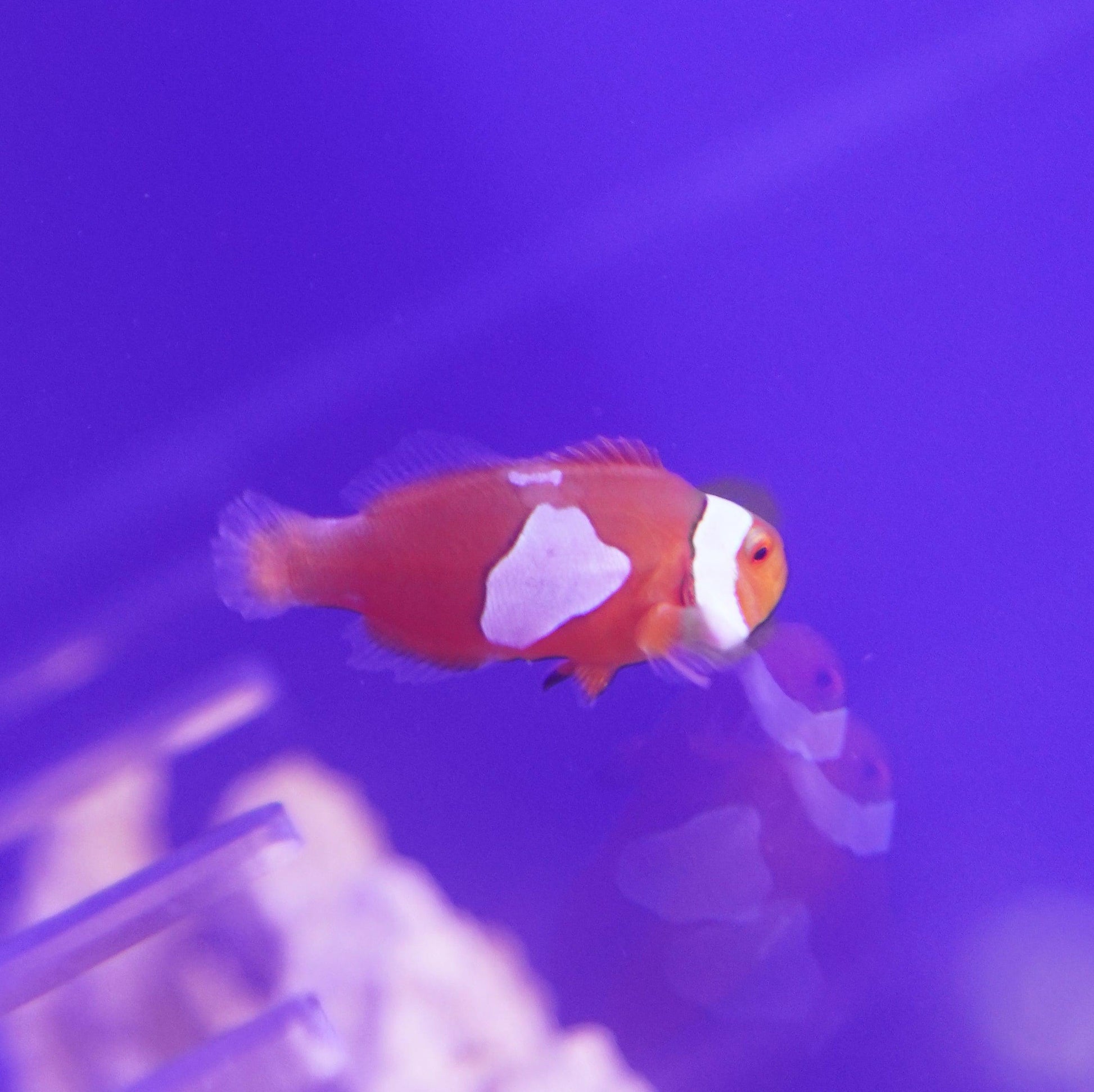 Misbar Clownfish - Koral King