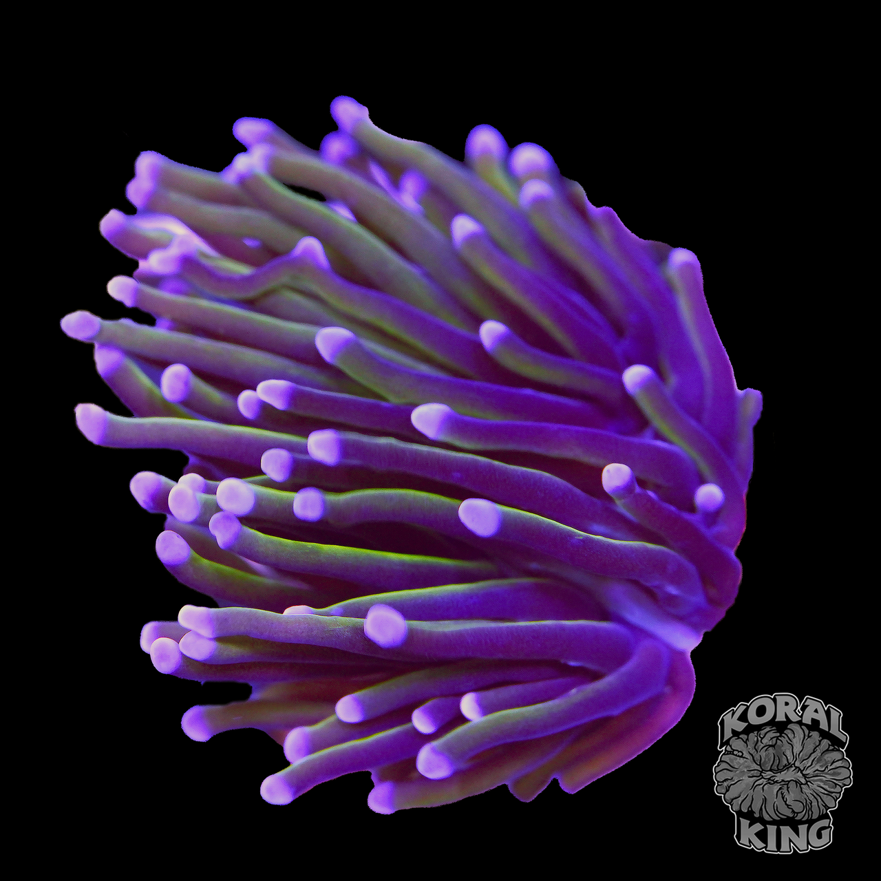 New York Knicks Torch Explained (Simply): The Legend Behind the Rarest Reef Coral