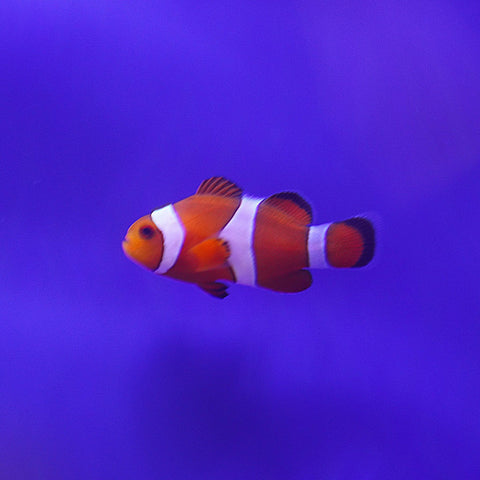 Ocellaris Clownfish - Koral King