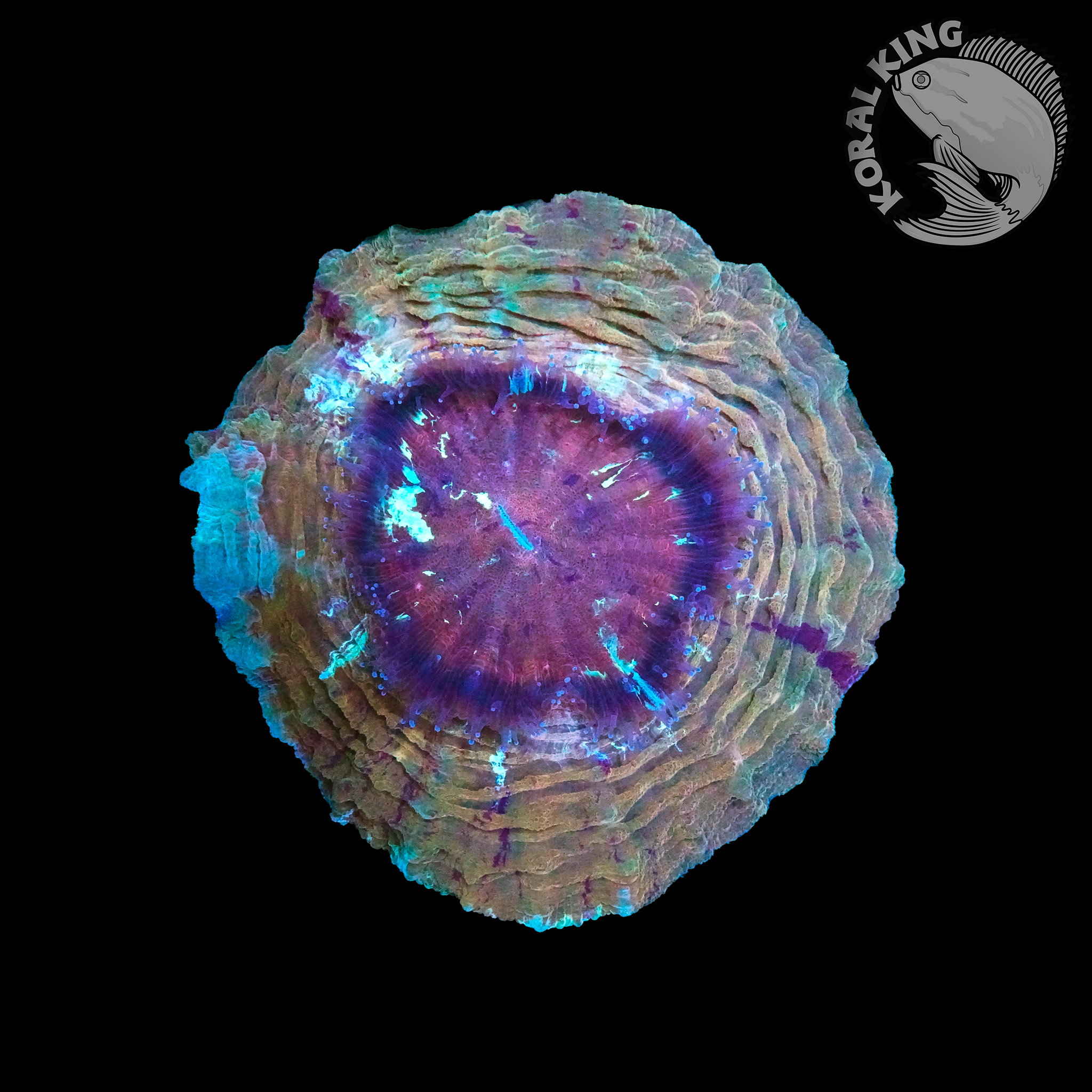 Acanthro Rbc Orange Doughnut Acantho – Koral King