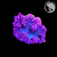 Violet Rock Flower Anenome