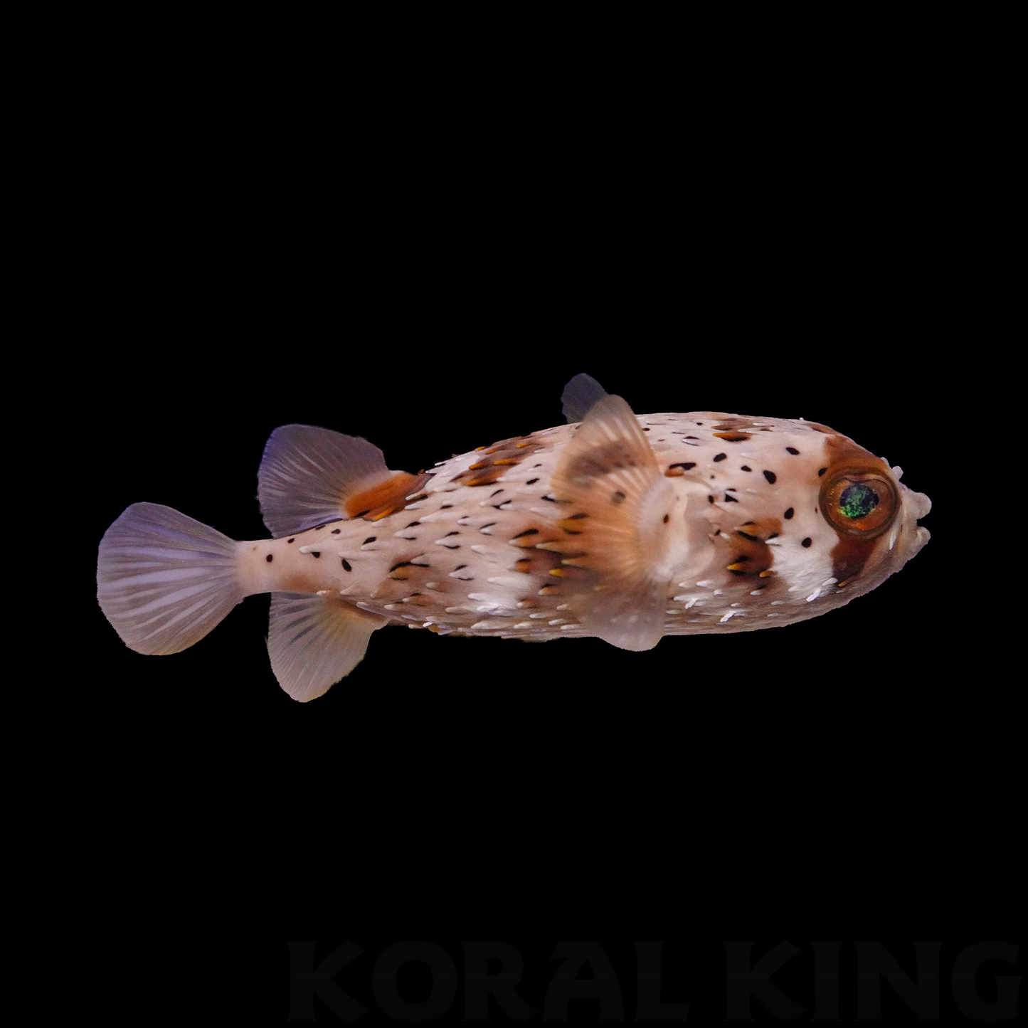 Porcupine Puffer - Koral King