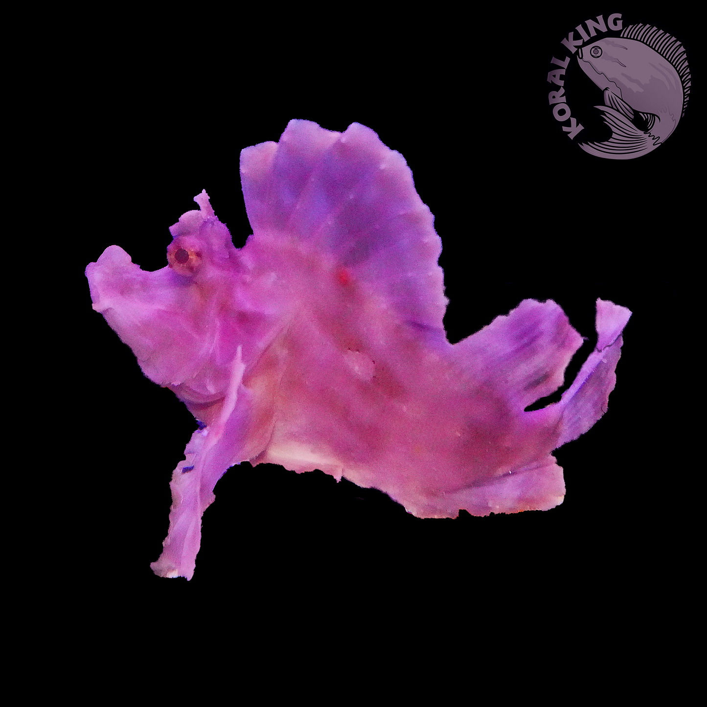 Purple Rhinopias (XL)