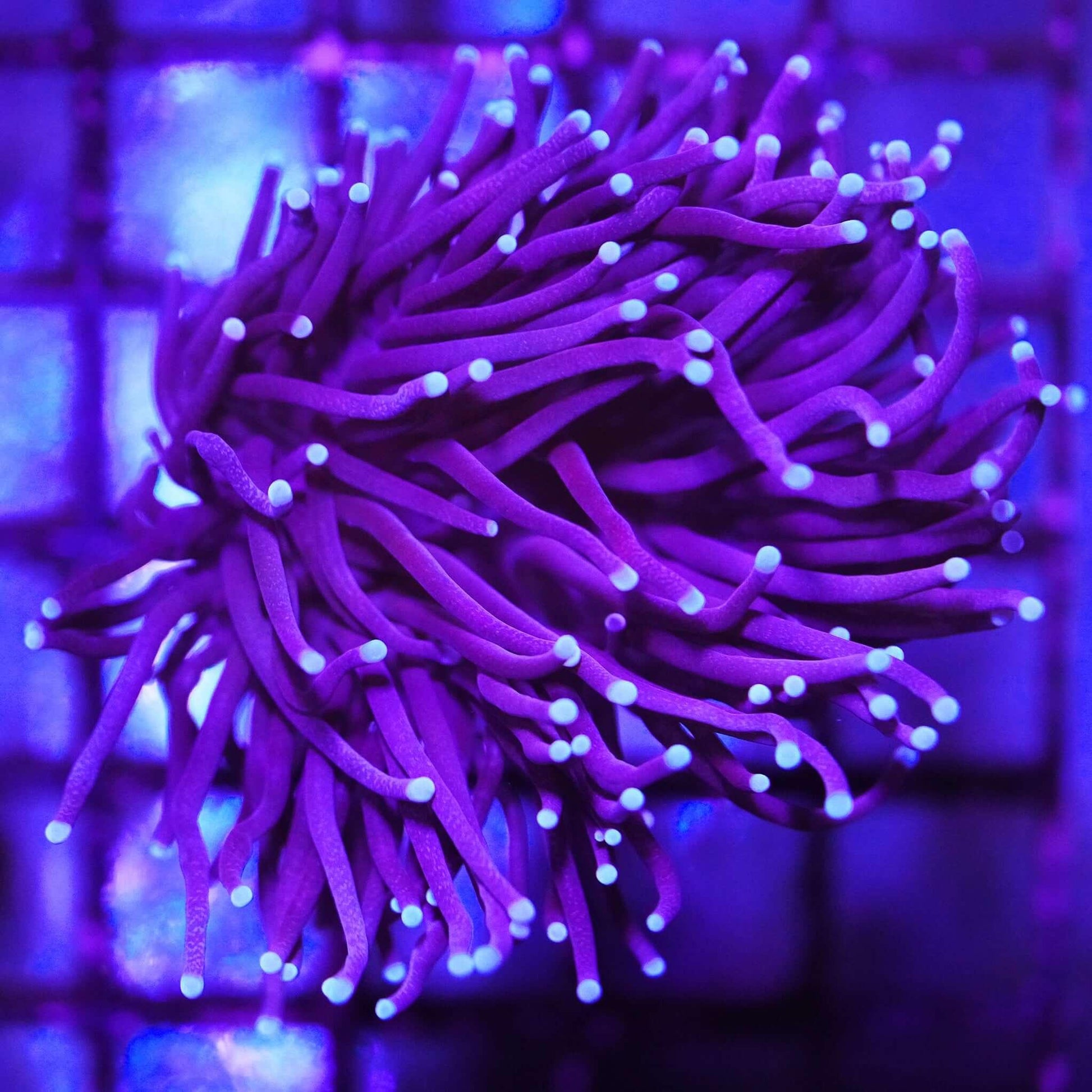 Purple Torch - Koral King