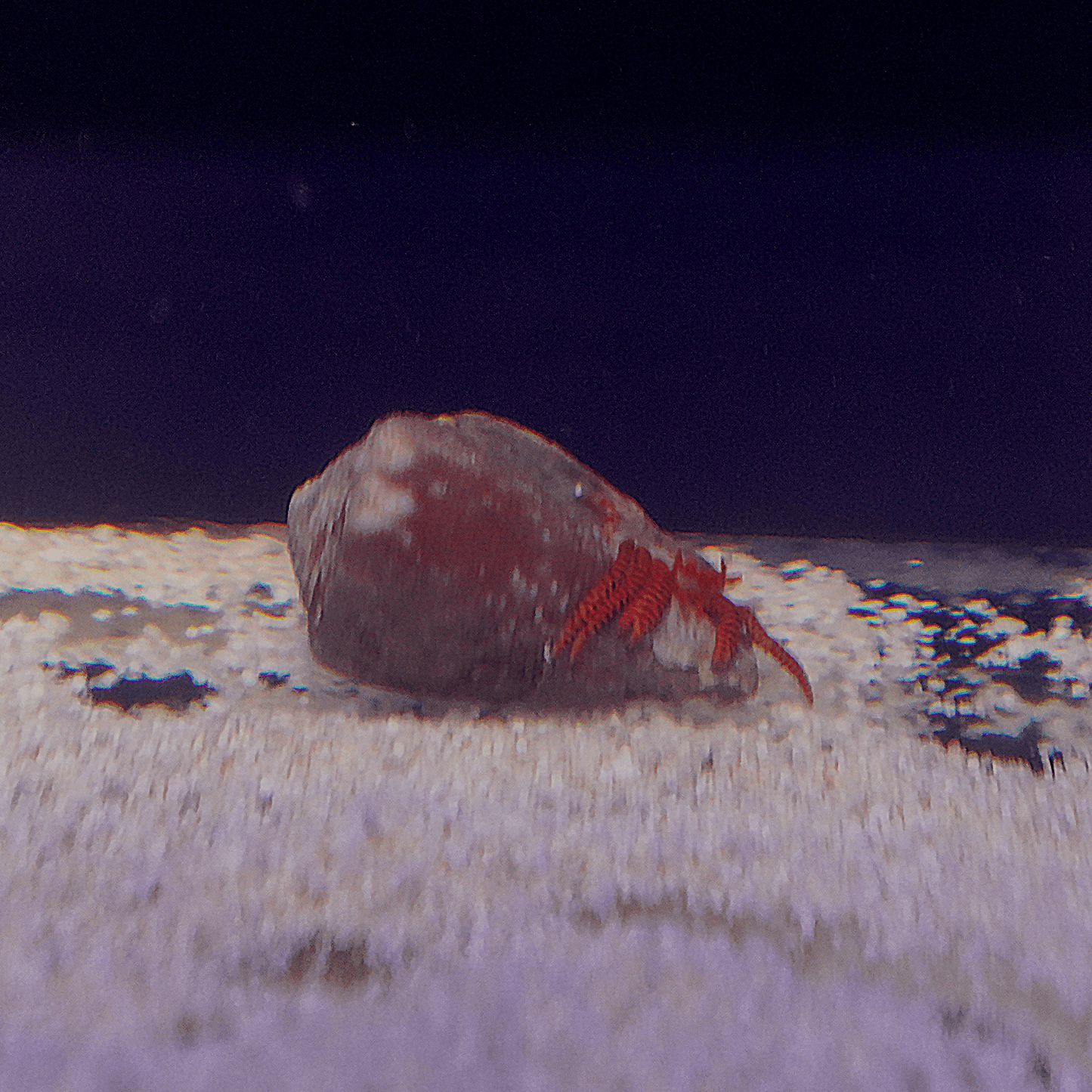 Halloween Crab - Koral King