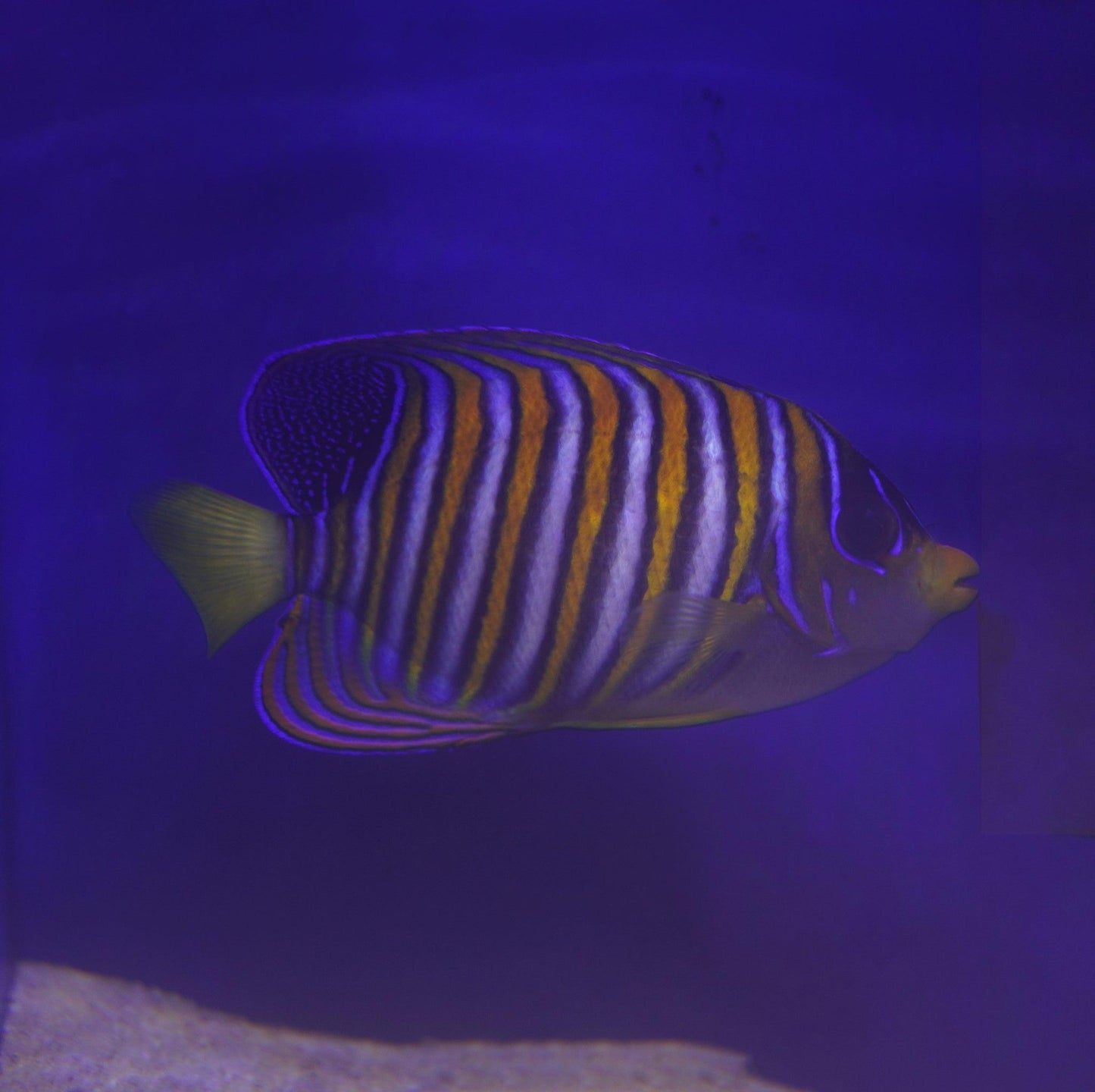 Regal Angelfish - Koral King