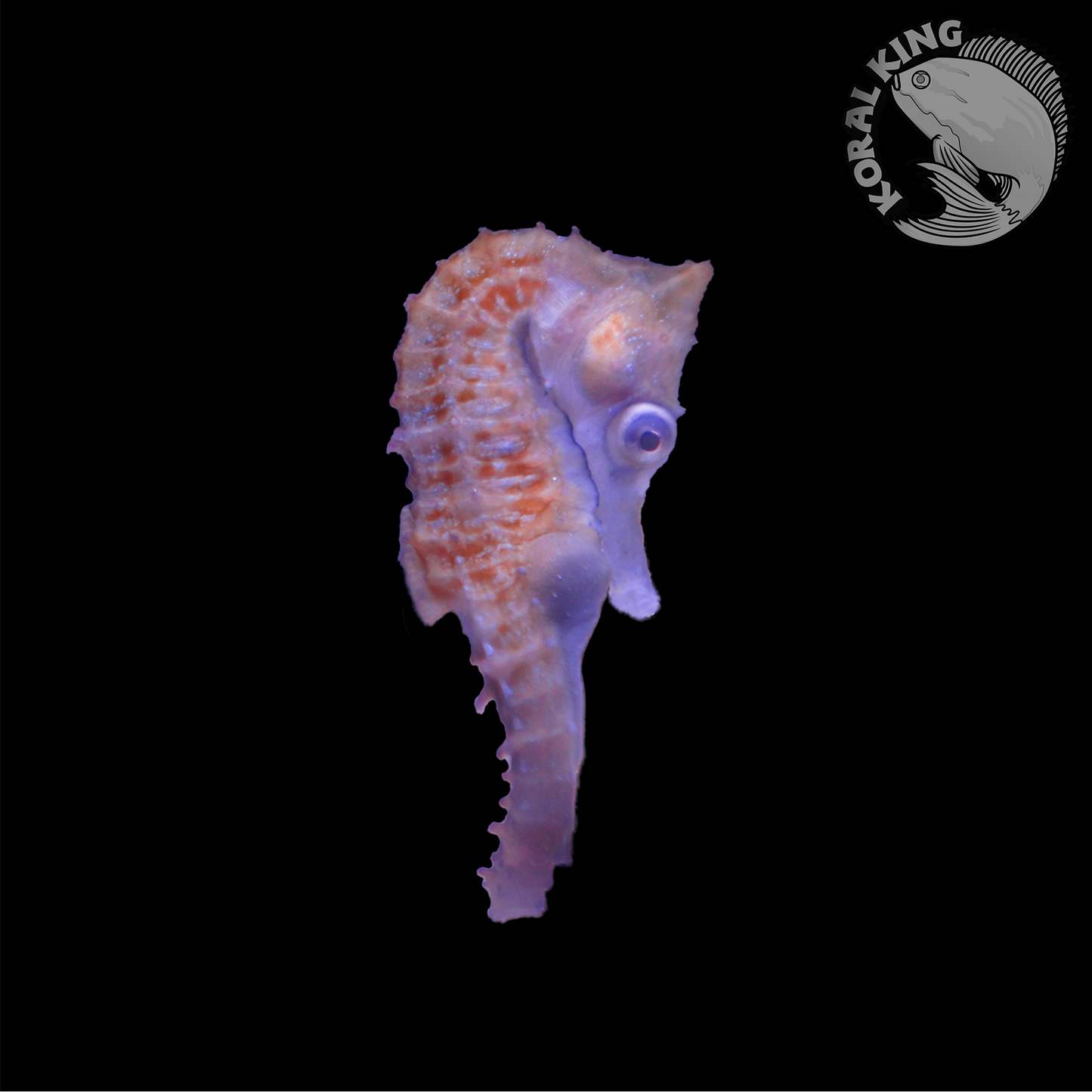 White's Seahorse (Captive-Bred)