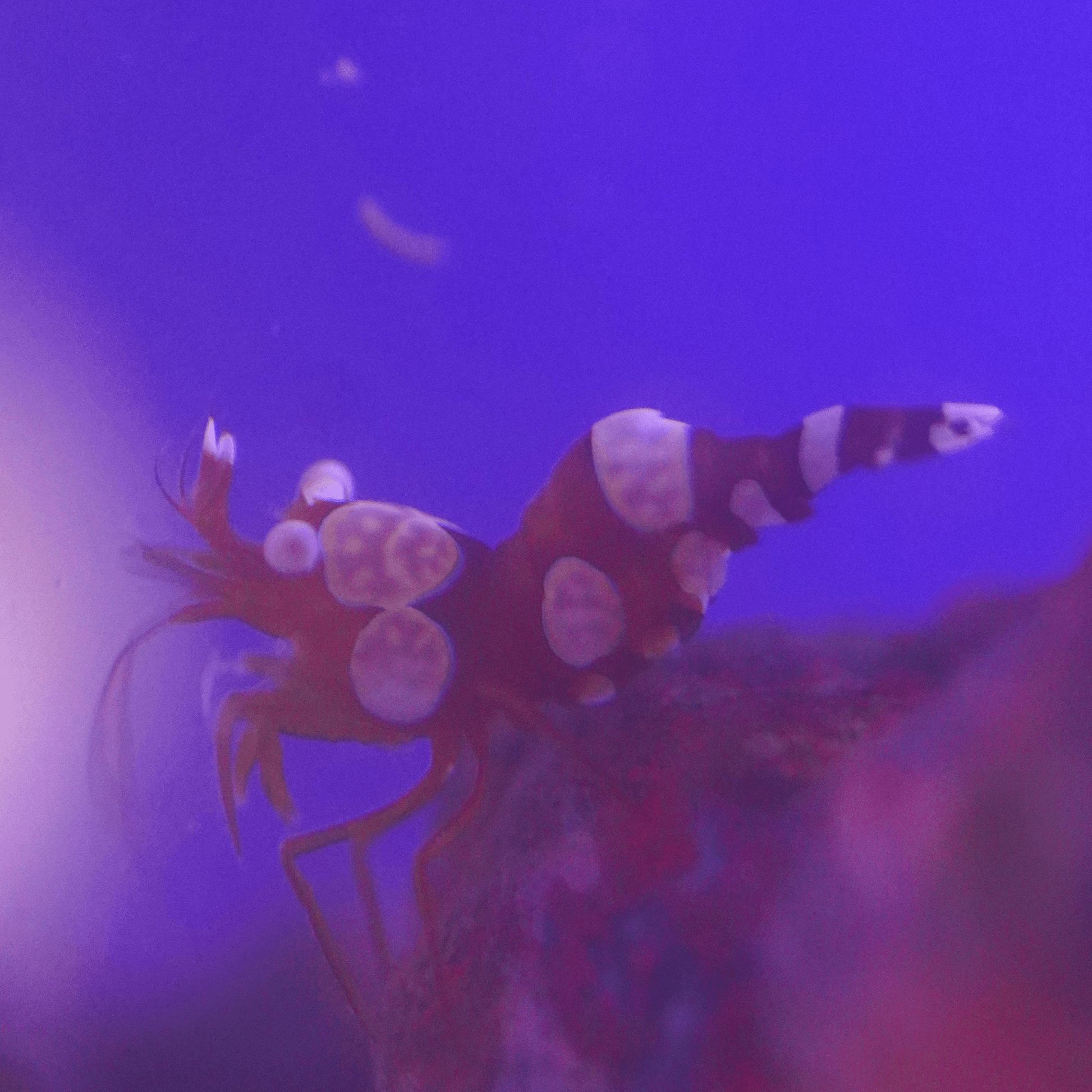 Sexy Shrimp - Koral King