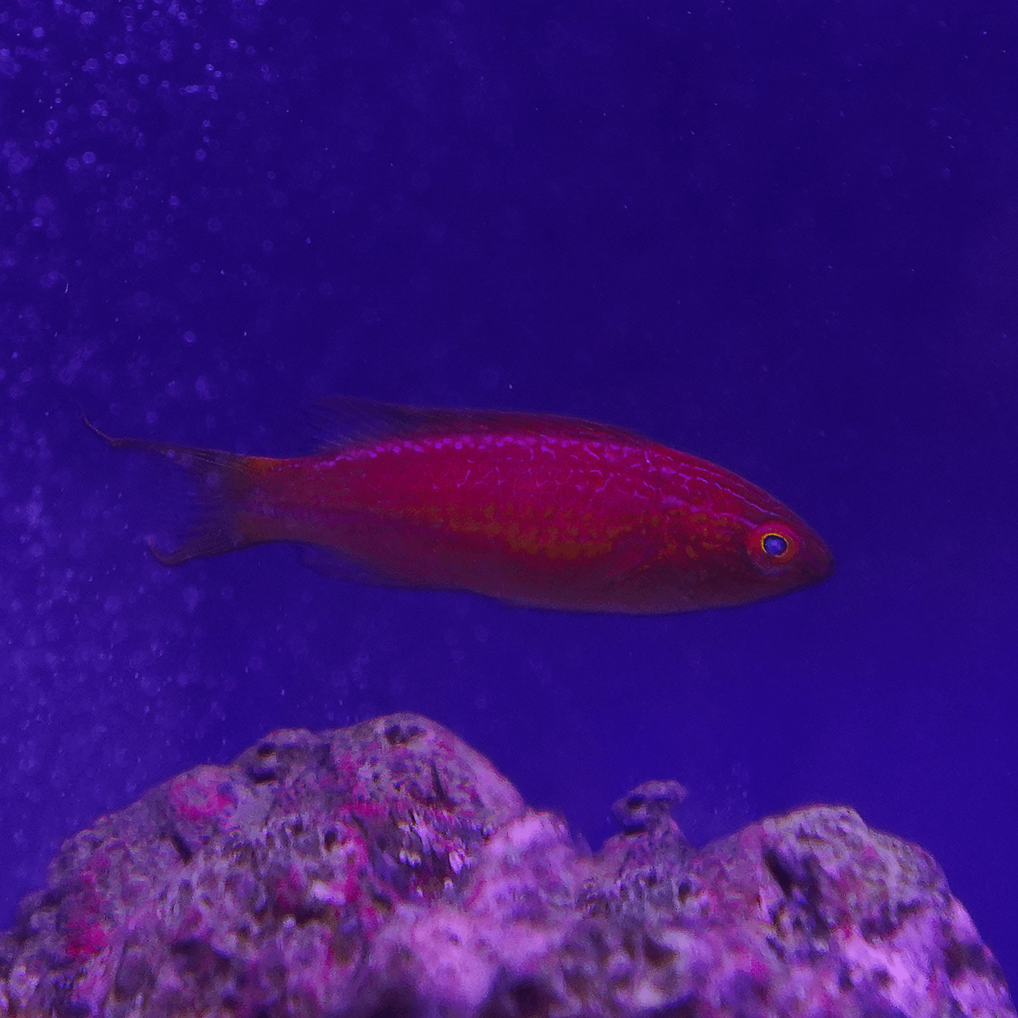 Squire's Fairy Wrasse - Koral King