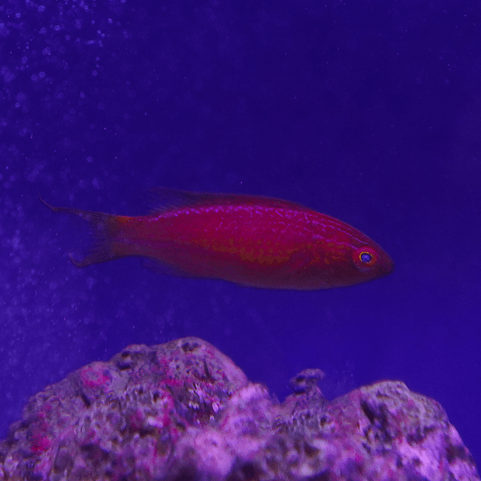 Squire's Fairy Wrasse - Koral King