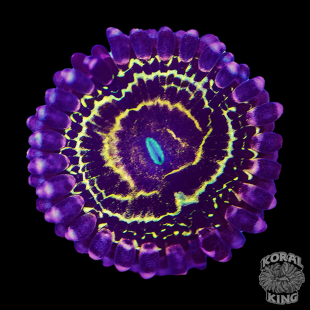 Stratosphere Zoa (23 polyps) Koral King