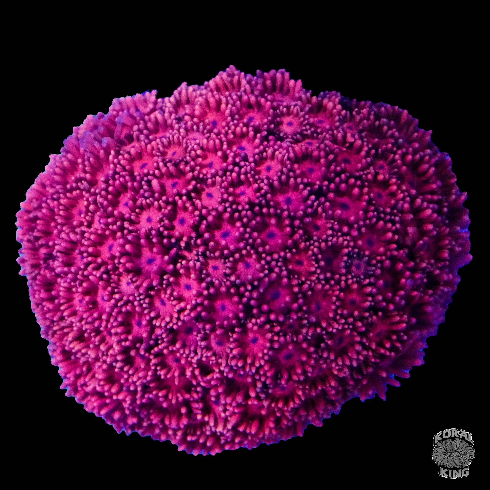 Ultra Pink Goni - Koral King