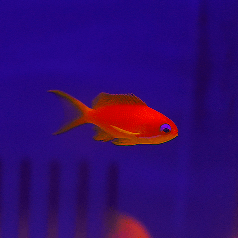 Lyretail Anthias (Female) - Koral King