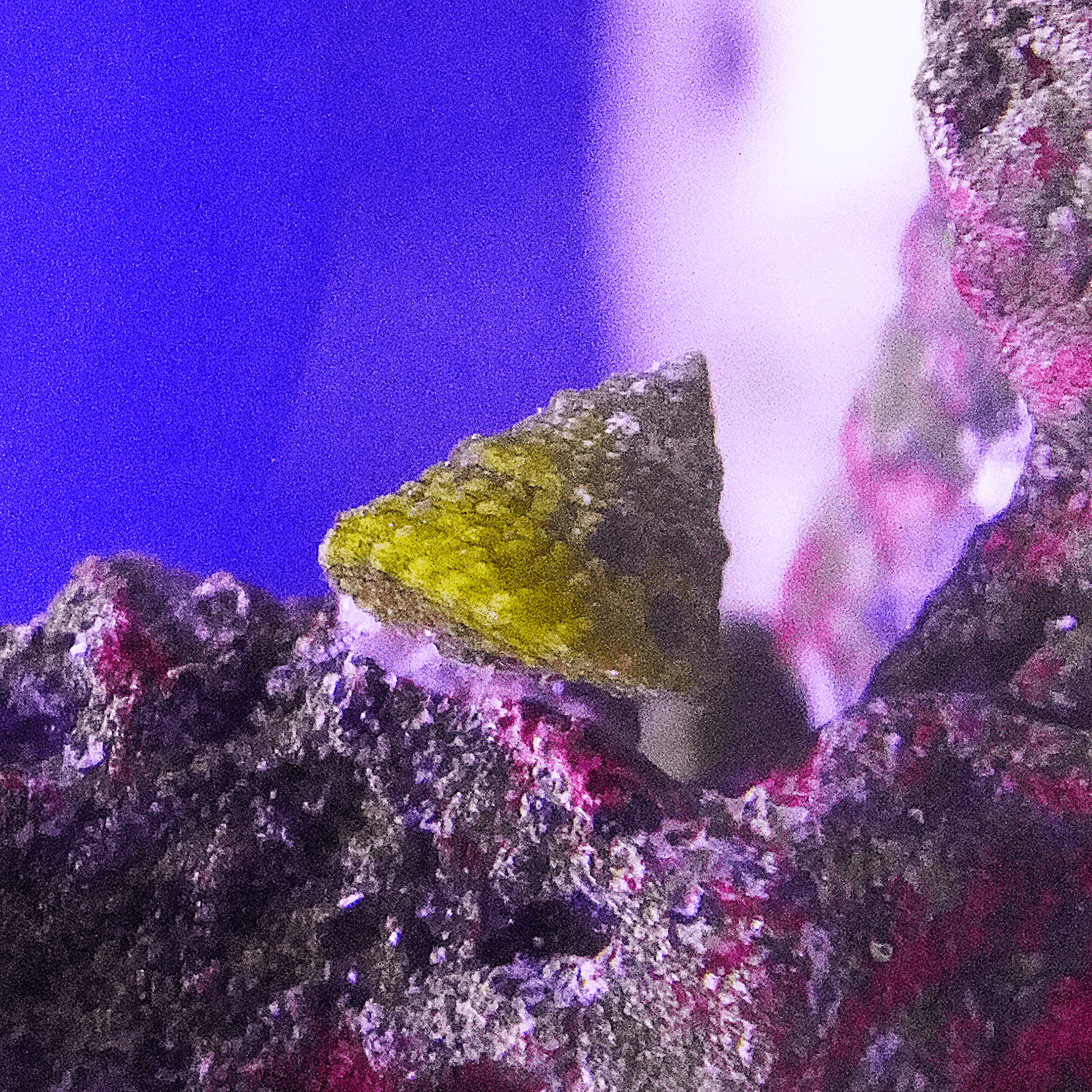 Astrea Snail - Koral King