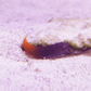 Bicolor Blenny - Koral King