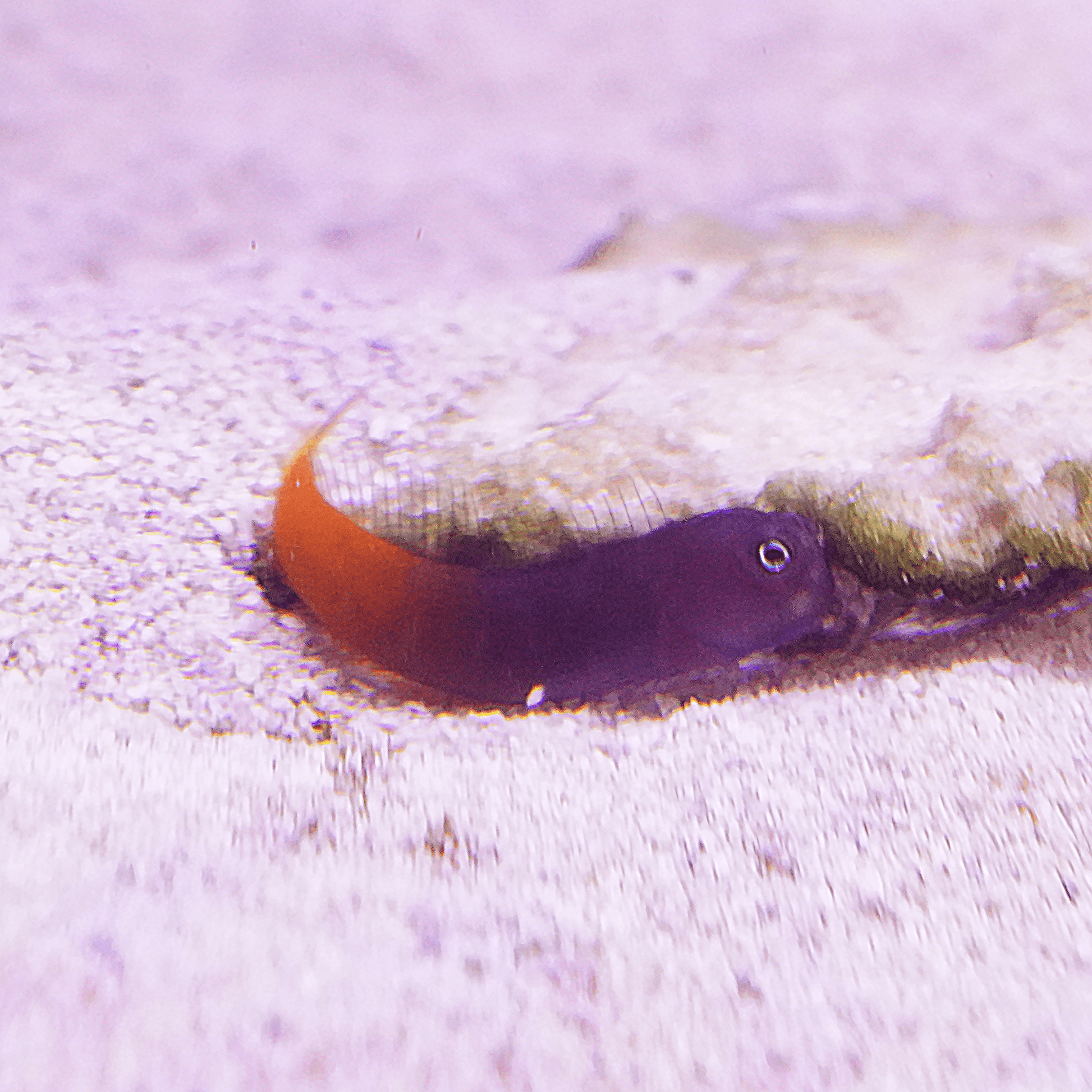 Bicolor Blenny - Koral King