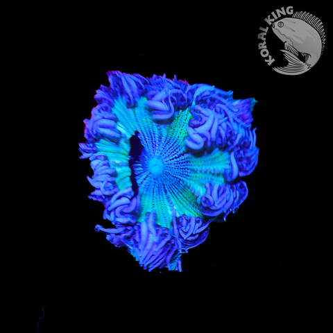 Ultra Blue Rock Flower Anenome