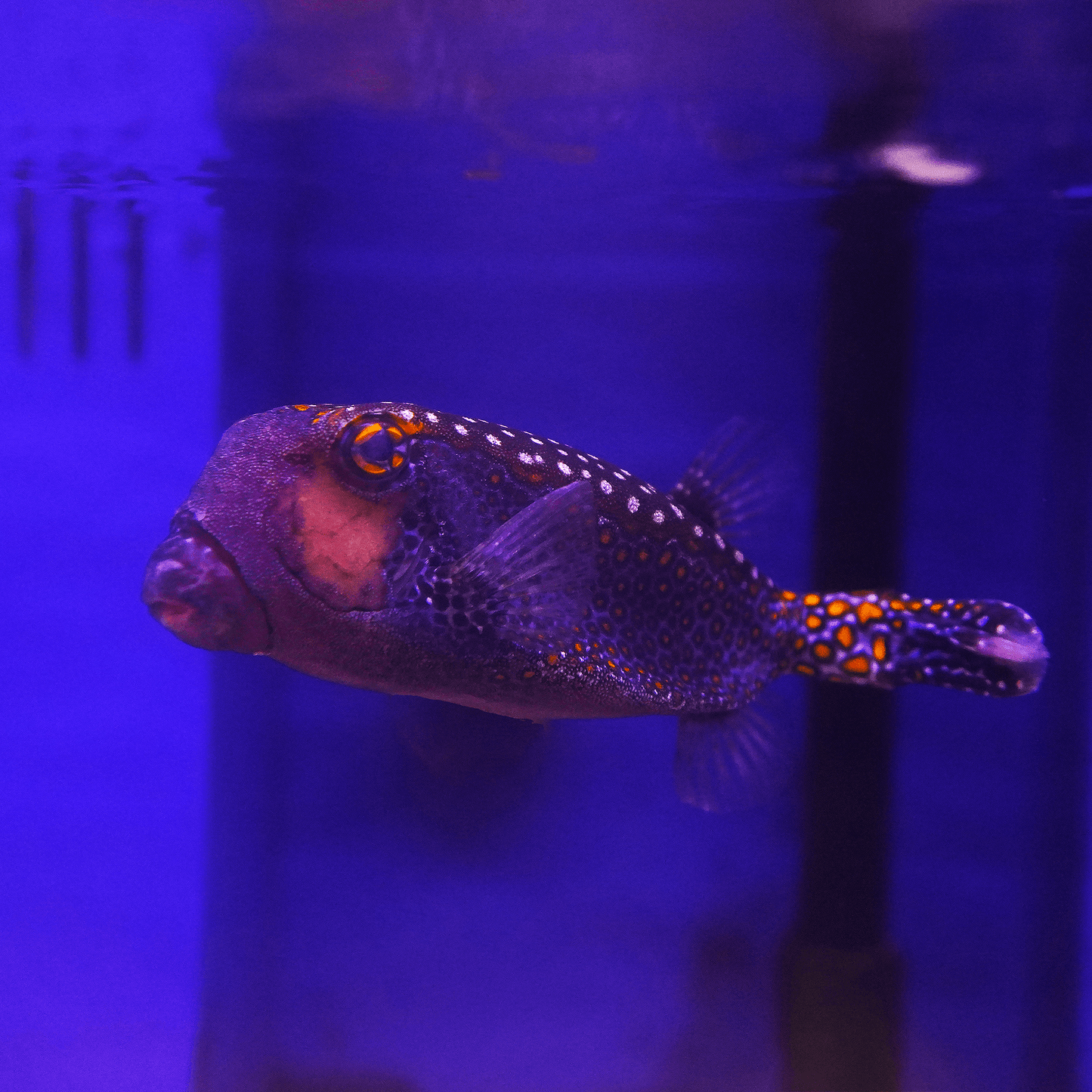 Blue Boxfish - Koral King