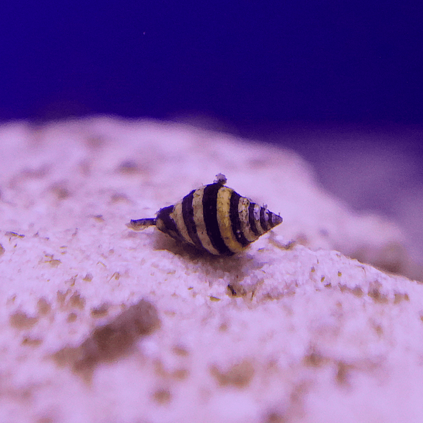 Bumble Bee Snail - Koral King