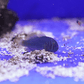 Green Clown Goby - Koral King