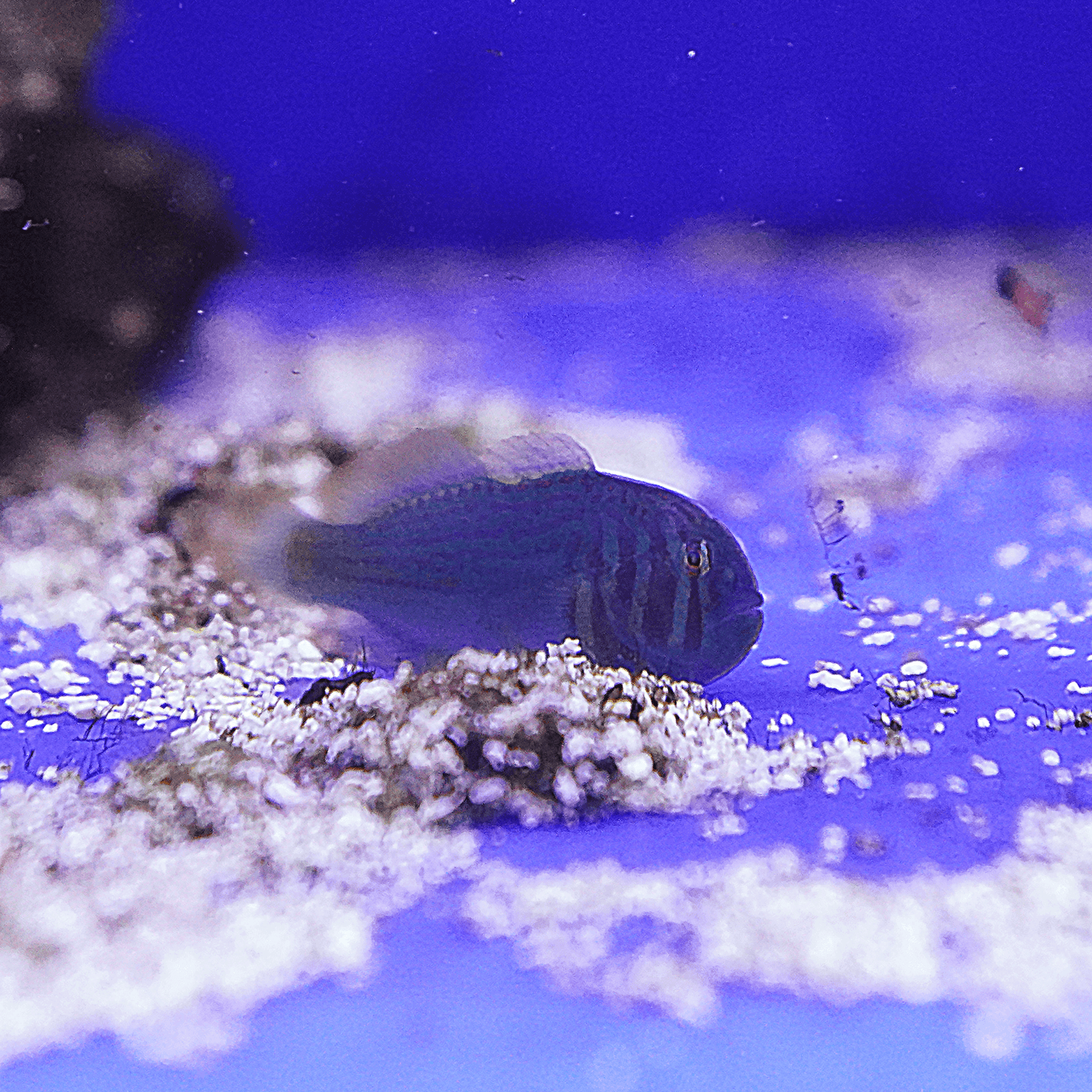 Green Clown Goby - Koral King