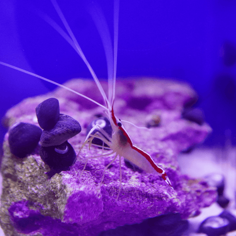 Cleaner Shrimp - Koral King