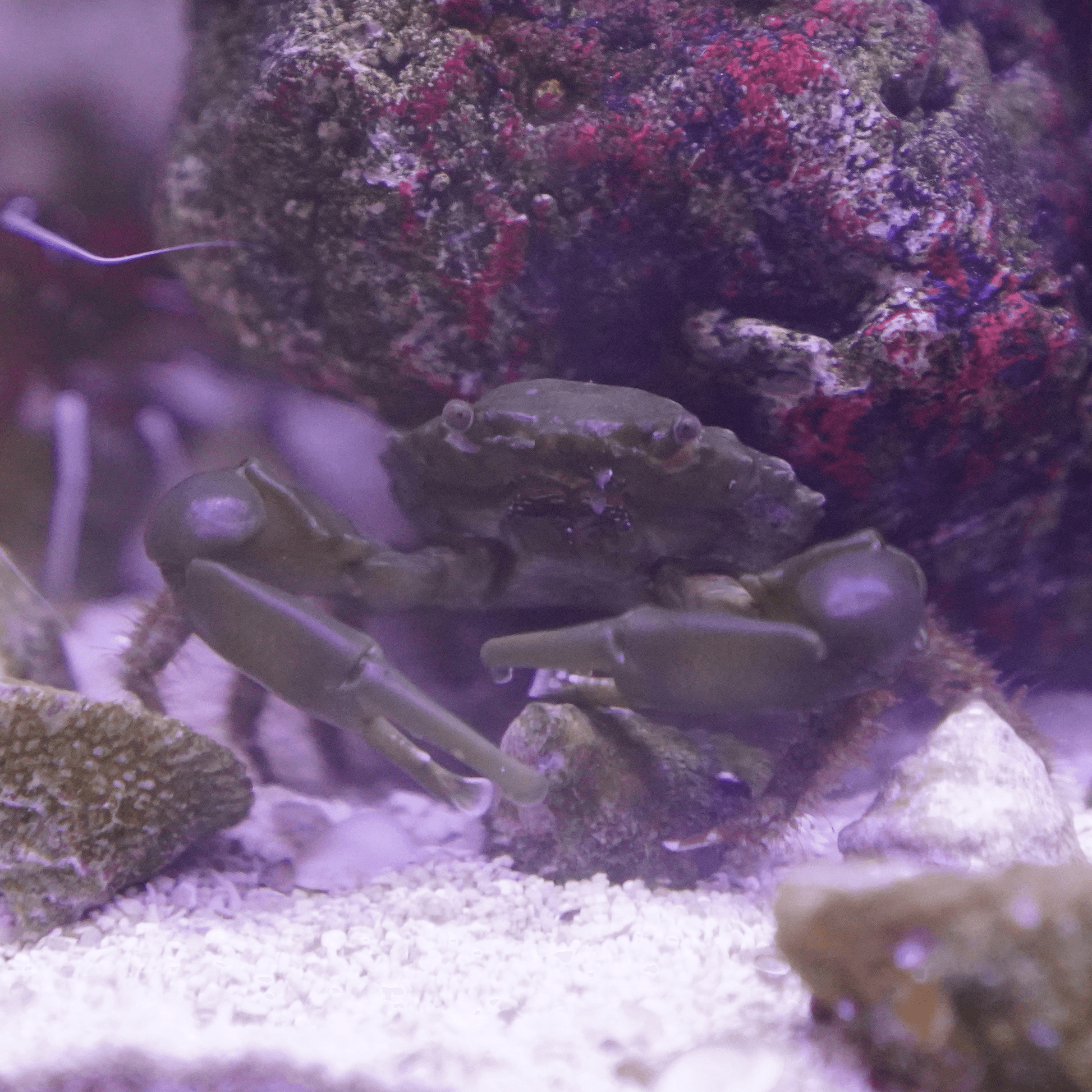 Emerald Crab - Koral King