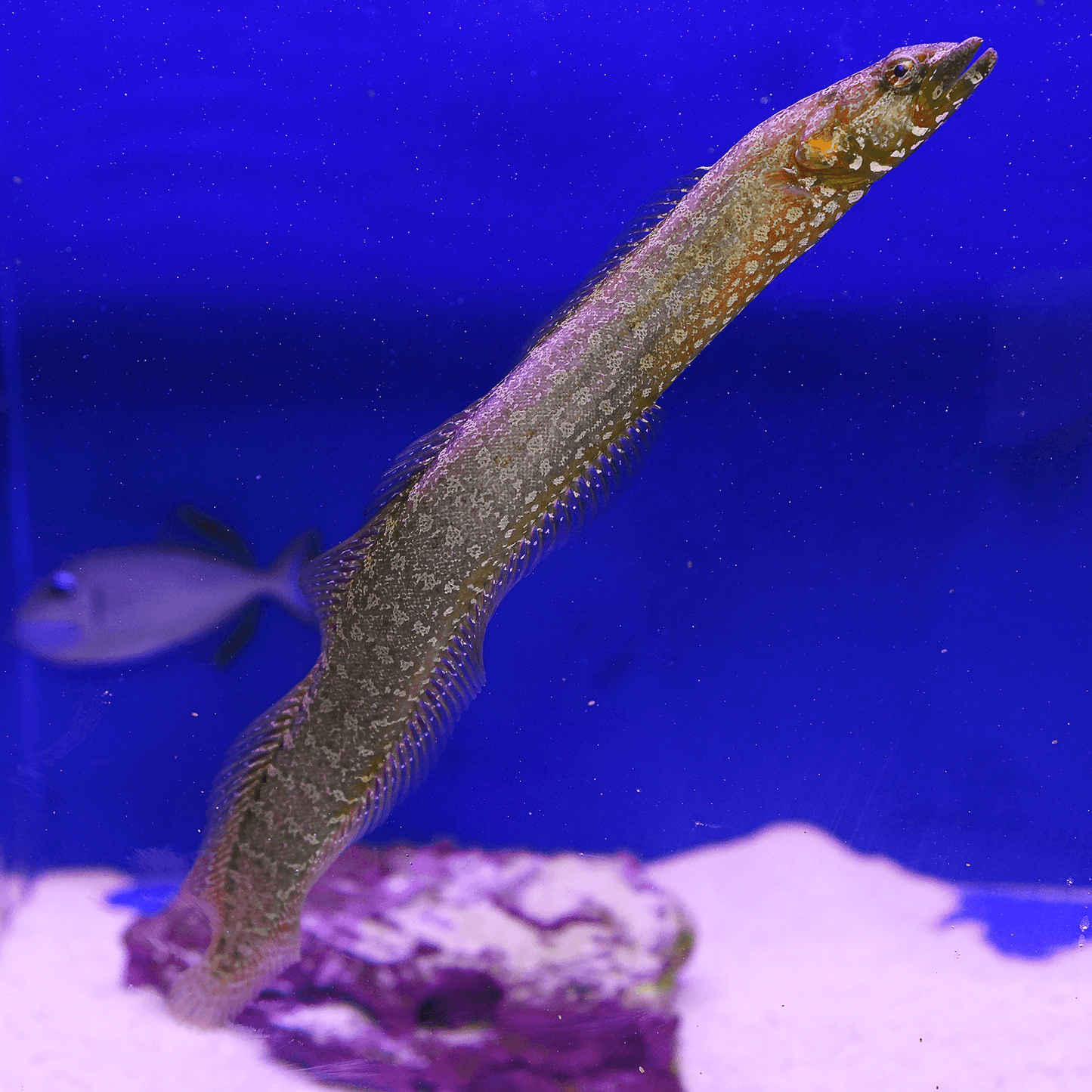 Green Wolf Dottyback Eel - Koral King