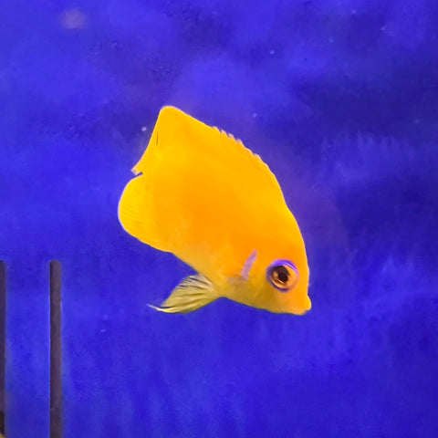 Lemon Peel Angelfish - Koral King