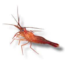 Peppermint Shrimp - Koral King
