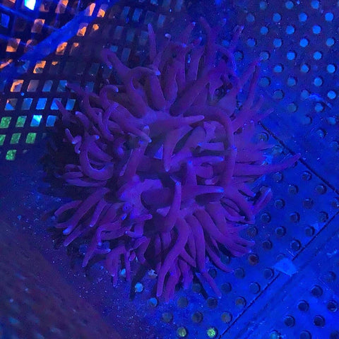 Purple Long Tentacle Anemone - Koral King