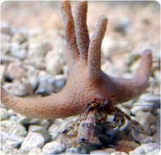 Staghorn Crab - Koral King