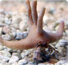 Staghorn Crab - Koral King