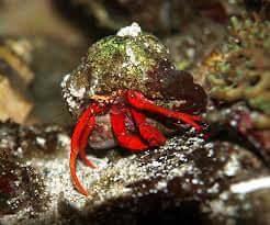 Scarlet Crab - Koral King