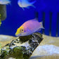Mystery Wrasse - Koral King