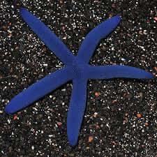 Blue Linkia Starfish - Koral King
