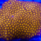 Orange Leptastrea - Koral King