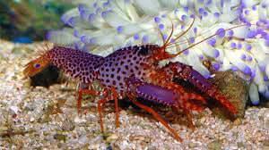 Purple Lobster - Koral King