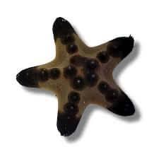 Chocolate Chip Star - Koral King