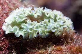 Lettuce Slug - Koral King