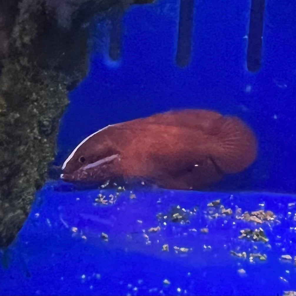 Red Soapfish - Koral King