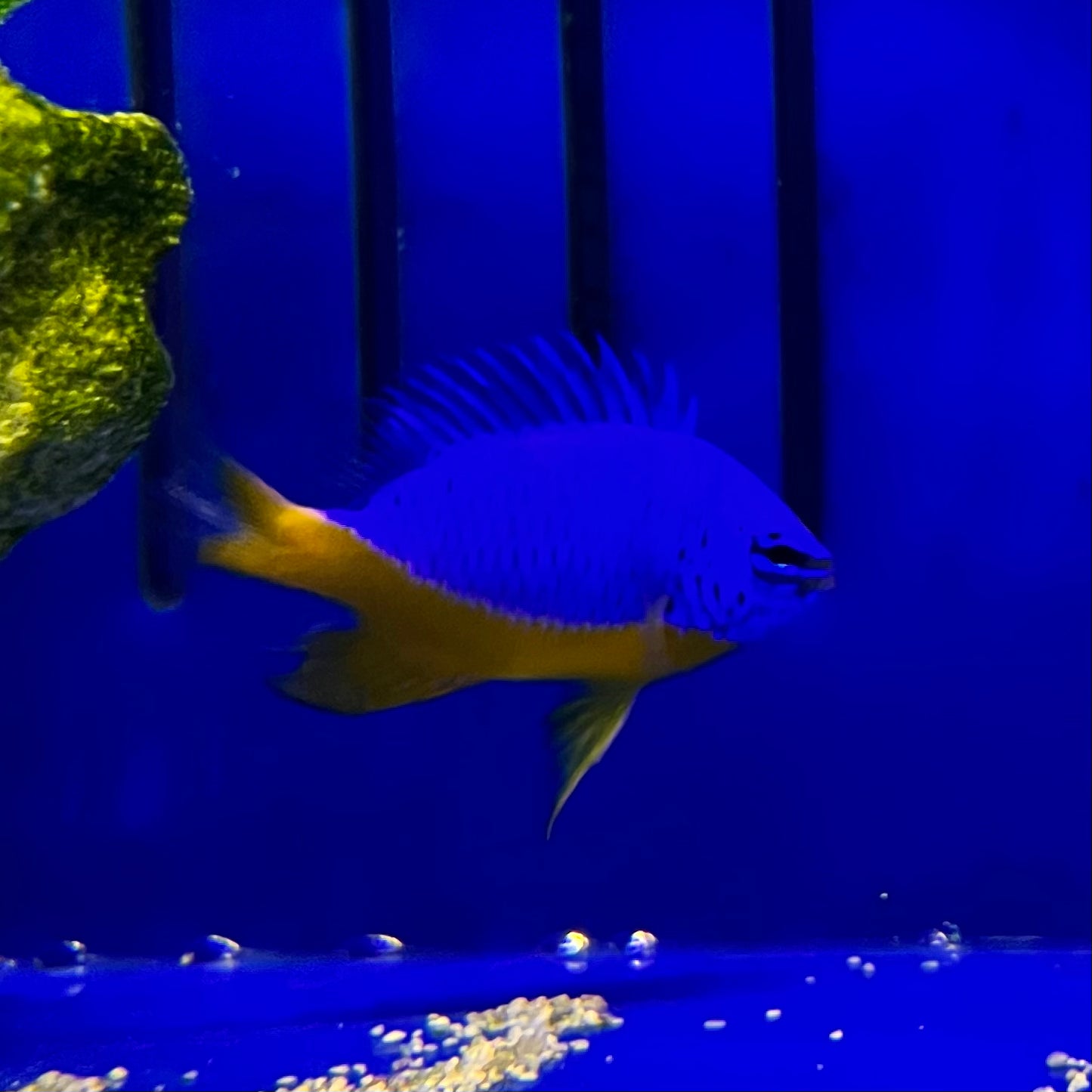 Azure Damselfish - Koral King