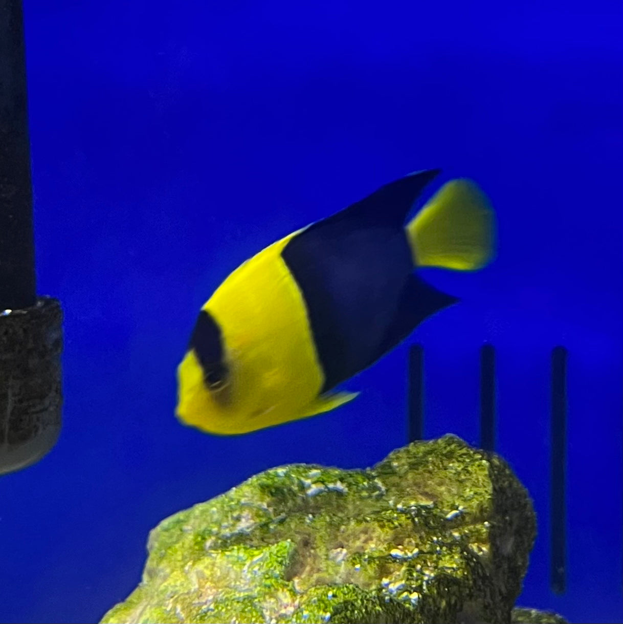 Bicolor Angelfish - Koral King