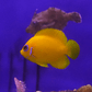 Lemon Peel Angelfish - Koral King