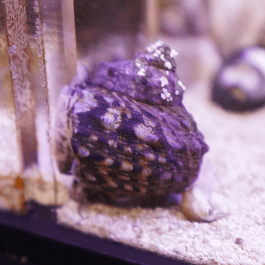 Mexican Turbo Snail - Koral King