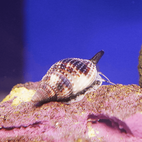Nassarius Snail - Koral King